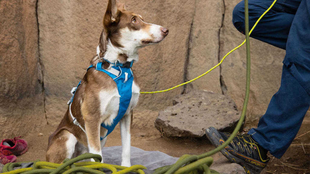 Ruffwear Flagline Dog Harness on Dog Showing Front Panel