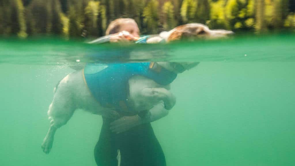 Ruffwear Float Coat on a dog showing buoyancy
