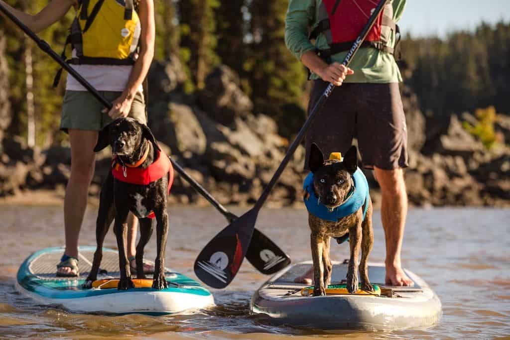 Ruffwear Float Coat on two dogs on paddleboards