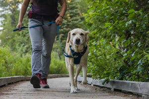 Front Range Dog Leash - Classic, Strong Dog Lead
