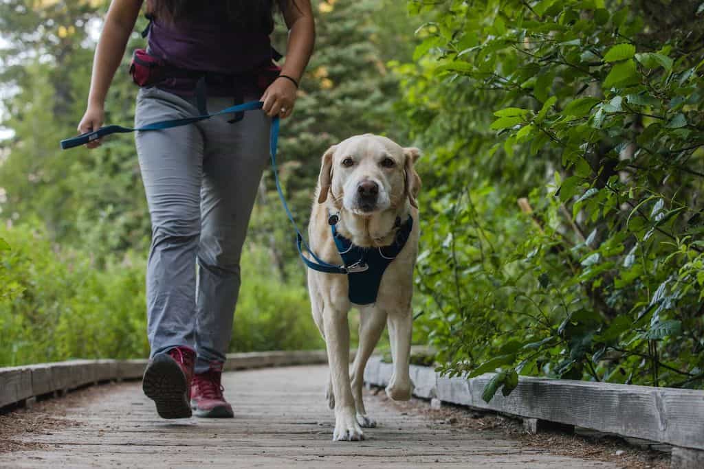 Front Range Dog Leash - Classic, Strong Dog Lead