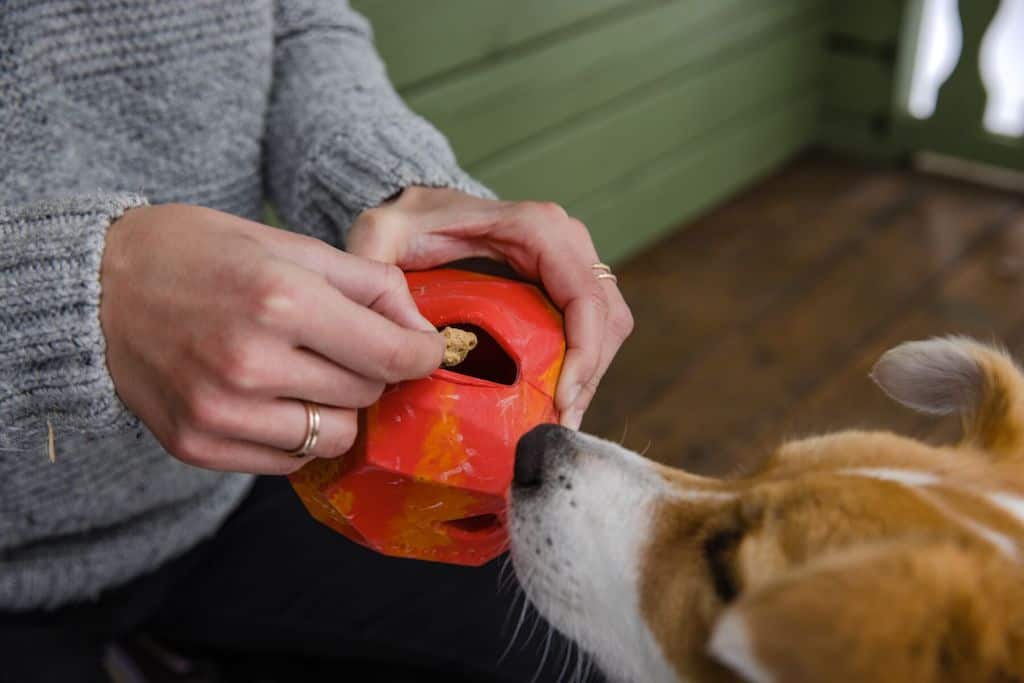 Ruffwear Gnawt-a-Rock being filled with treats
