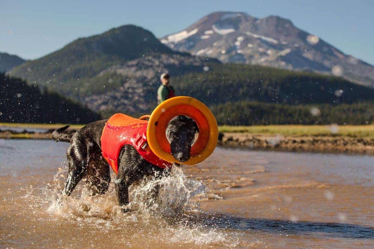 A dog carrying a Ruffwear Hydro Plane Dog Toy