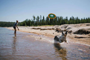 Ruffwear Hydro Plane Dog Toy Dog Chasing it in Fetch