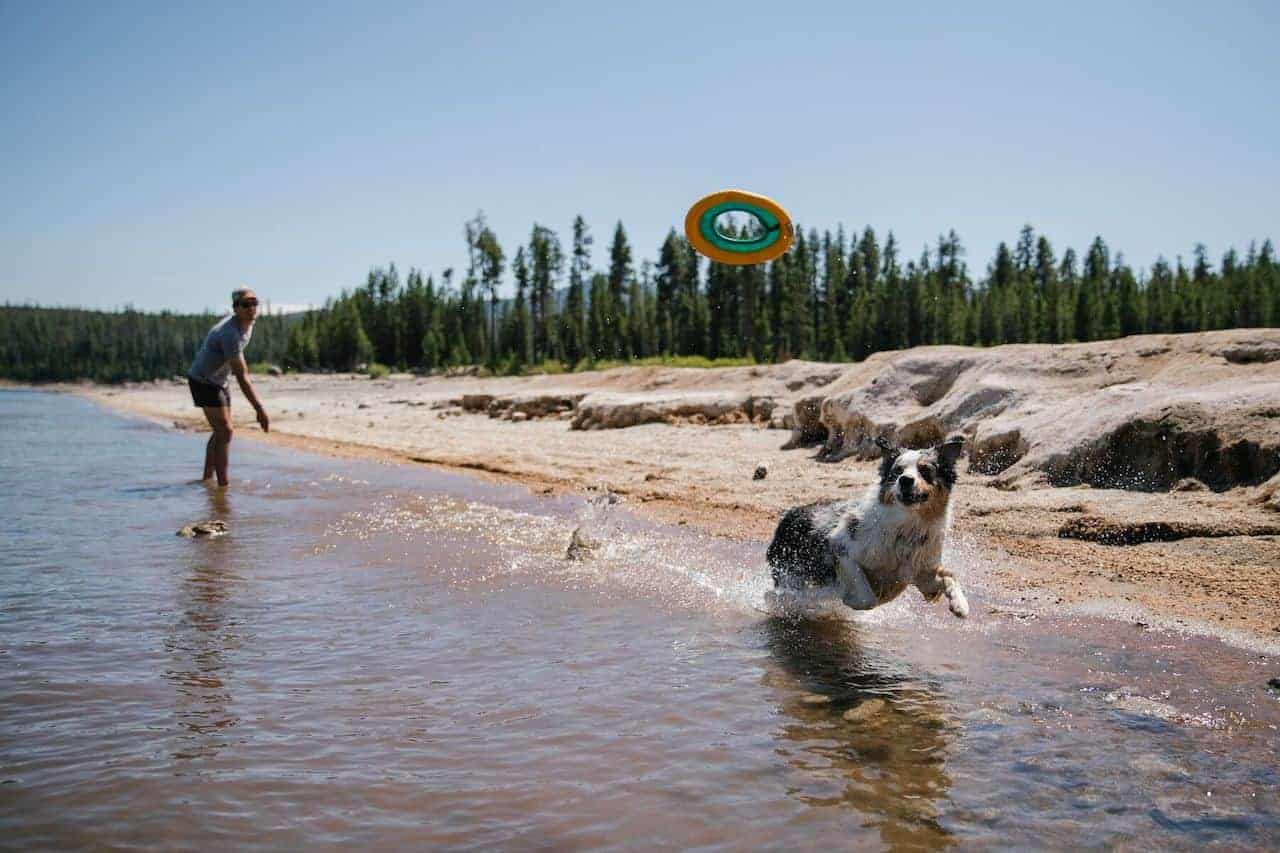 Ruffwear Hydro Plane Dog Toy Dog Chasing it in Fetch