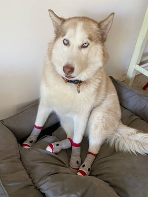 Fun Pawks - Anti-Slip Dog Socks