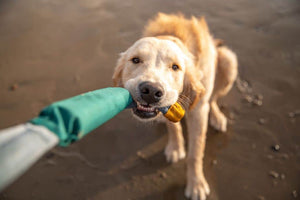 Ruffwear Pacific Loop Tug Dog Toy Showing a playful Retriever Tugging it