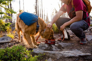 Ruffwear Quencher Bowl Golden Retriever Eating