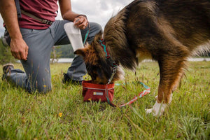 Ruffwear Quencher Bowl in Brick - Border Collie Drinking