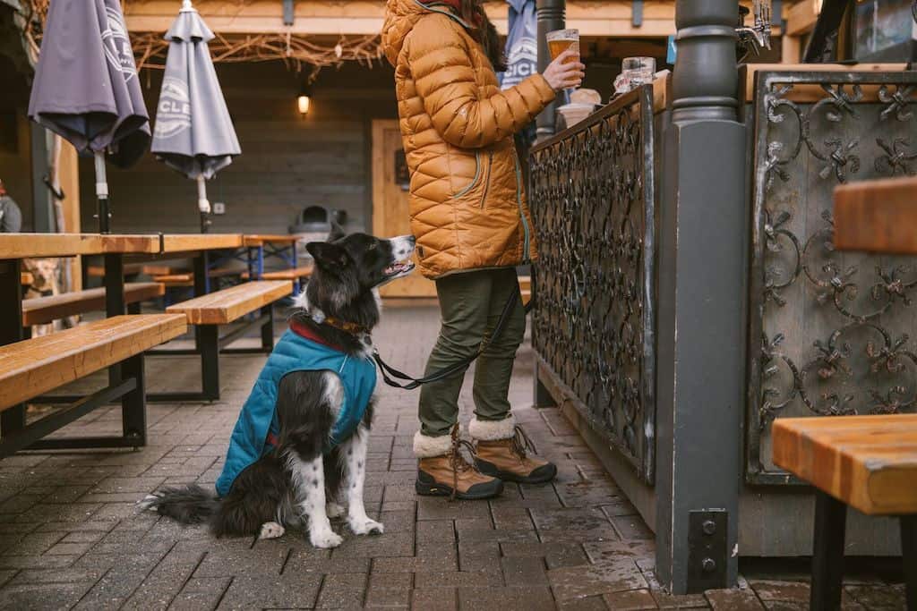 Ruffwear Stumptown Dog Jacket on a dog at a a bar with his owner