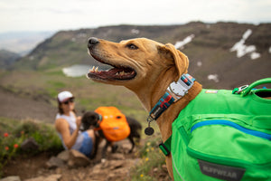 Top Rope Dog Collar - V-Ring Stays at Top of Neck