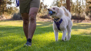 Ruffwear TurnUp Dog Toy Showing in Poodle's Mouth