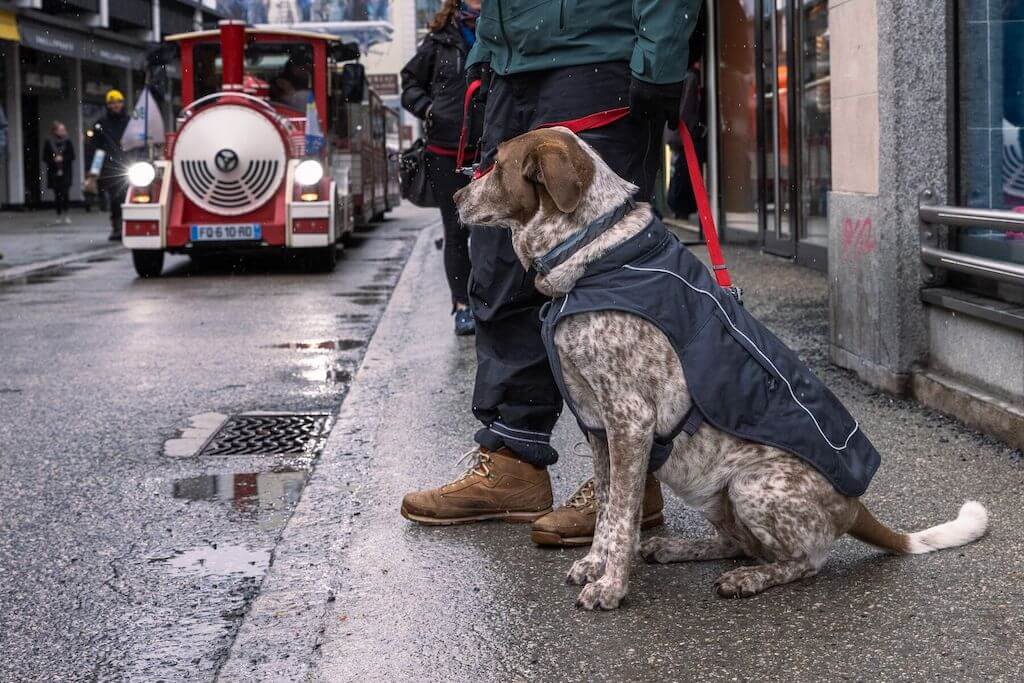 Dog Coats