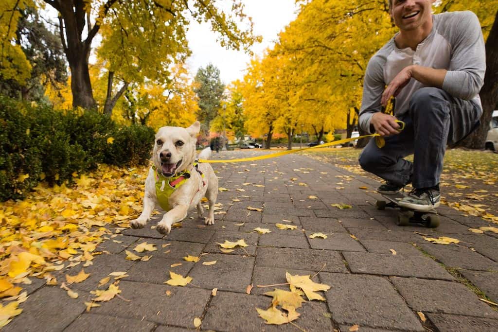 All Ruffwear Dog Gear