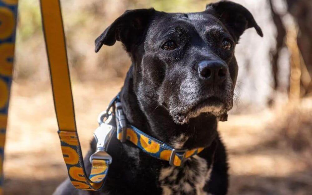 Senior & Rehabilitating Dogs