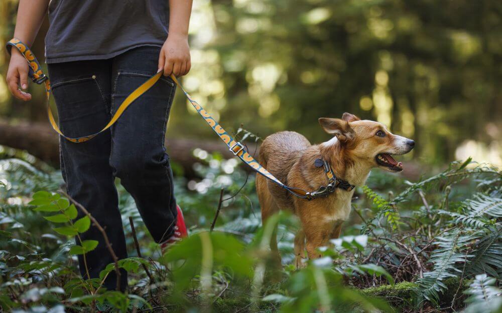 Ruffwear Dog Leads