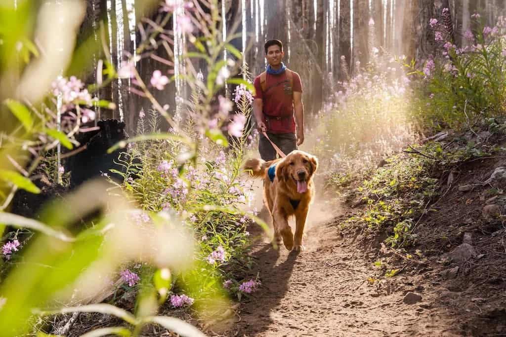 Trail Dog Lifestyle