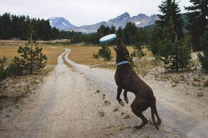 Ruffwear Camp Flyer in Polar Blue Dog Catching it in the air