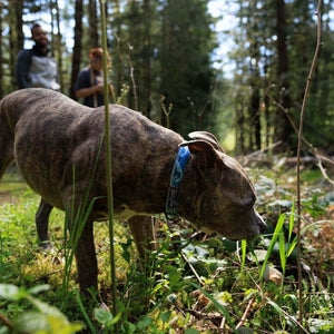 Ruffwear Crag Collar in Midnight Wave pattern on a brown dog sniffing in the woods
