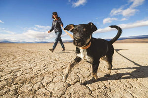 Ruffwear Crag Leash & Collar in Desert Spice pattern on a black dog