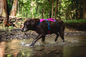Ruffwear Flagline Dog Harness in Alpenglow Pink on a Labrador