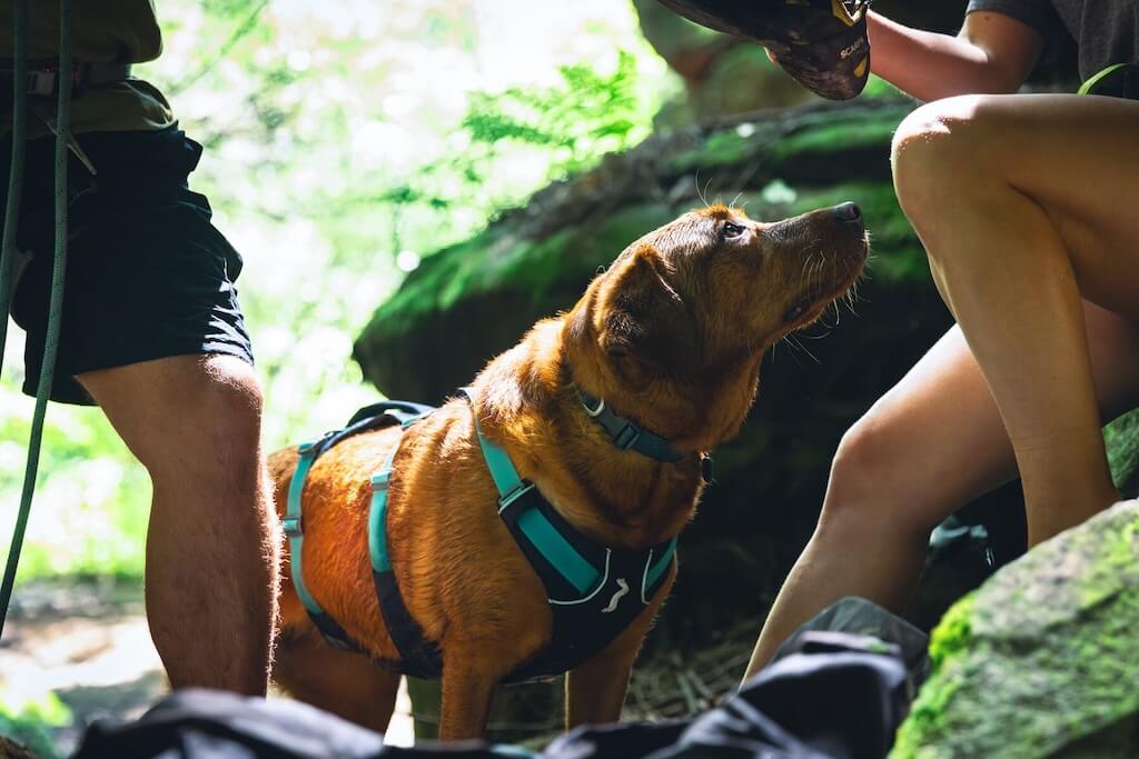 Ruffwear Flagline Dog Harness in Basalt Grey on a Labrador