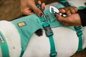 Ruffwear Flagline Dog Harness in Close Up of Back Leash Attachment Point