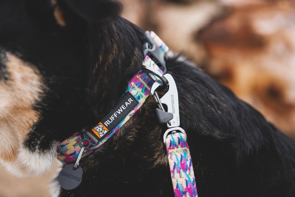 CLEARANCE! Front Range Dog Collar - in Spring Fade 20-26"