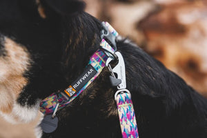 NEW Colours! Front Range Dog Collar - Soft, Durable