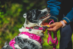 Front Range Dog Collar & Leash in Rose Pink on a dog