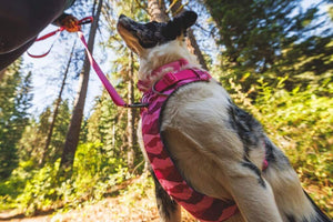 Ruffwear Front Range Harness & Dog Leash in Pink Mountains on a Collie
