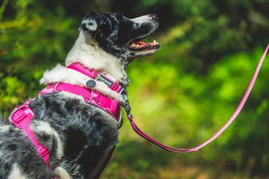 Ruffwear Front Range Harness & Dog Leash & Collar in Pink Mountains on a dog