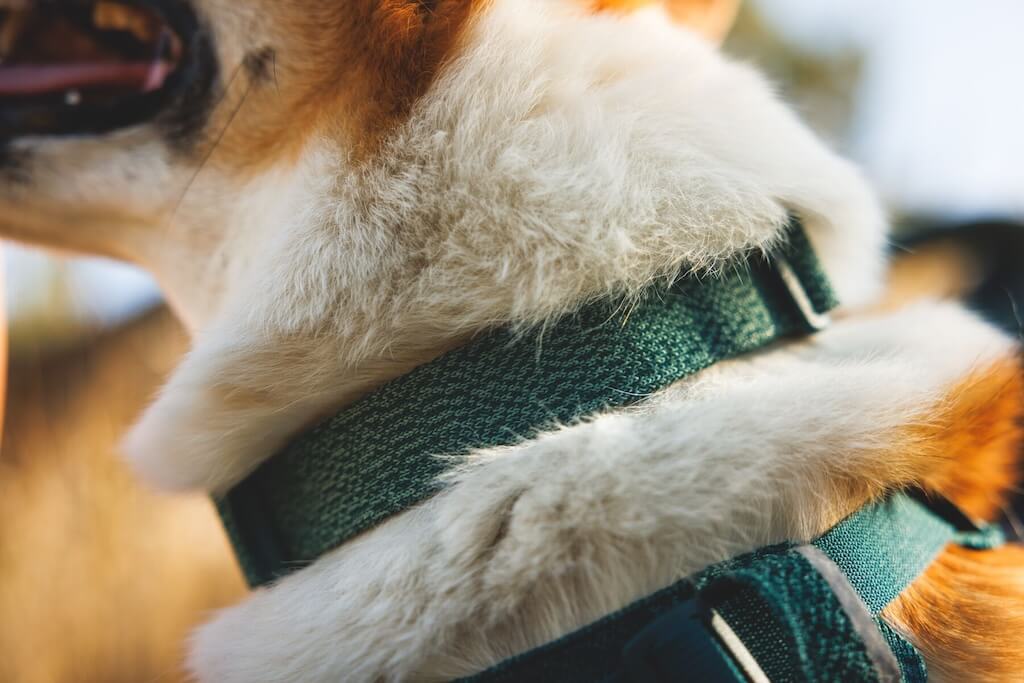 Ruffwear Front Range Flex Dog Collar in Polar Blue