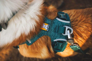 NEW! Front Range Flex Harness -  Comfortable, Flexible, Engineered Knit Dog Harness