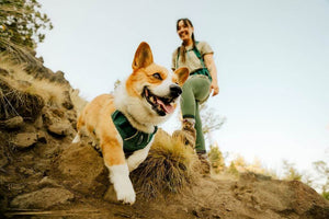 NEW! Front Range Flex Harness -  Comfortable, Flexible, Engineered Knit Dog Harness