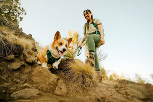 Ruffwear Front Range Flex Dog Harness on a Corgi hiking with their owner