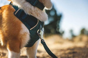 NEW! Front Range Flex Harness -  Comfortable, Flexible, Engineered Knit Dog Harness