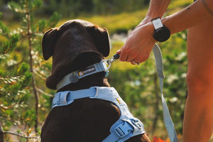 Dog wearing a Polar Blue Ruffwear Front Range Flex Collar and the human clipping a leash to it.