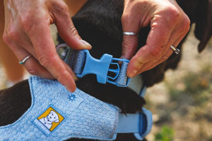 Close-up of the buckle closure on a Ruffwear Front Range Flex Collar in Polar Blue on a Dog