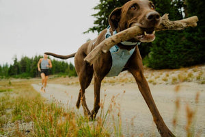 NEW! Front Range Flex Harness -  Comfortable, Flexible, Engineered Knit Dog Harness