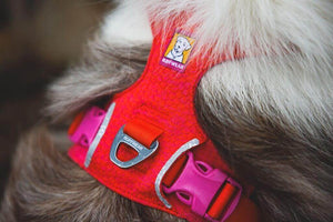 NEW! Front Range Flex Harness -  Comfortable, Flexible, Engineered Knit Dog Harness