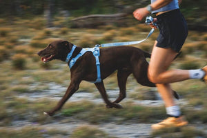 Ruffwear Front Range Flex Dog Lead in Polar Blue on a Black Dog running with their owner
