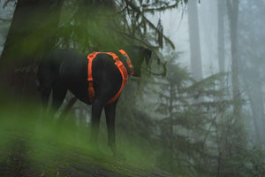 Ruffwear Front Range Dog Harness in Blaze Orange on a Dog in the Woods