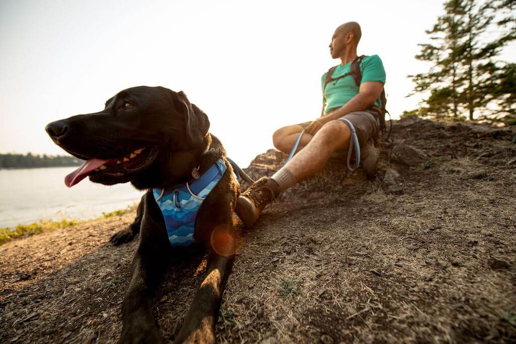 Ruffwear Front Range Dog Harness in Coastal Mountains on a Labrador