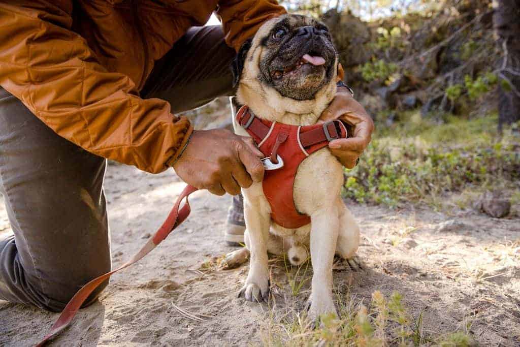 Ruffwear Front Range Harness on a pug dog showing front clip for leash