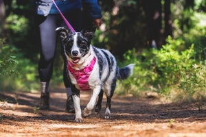 Ruffwear Front Range Harness in Pink Mountains on a dog walking