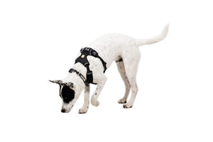NEW! Front Range Flex Harness -  Comfortable, Flexible, Engineered Knit Dog Harness