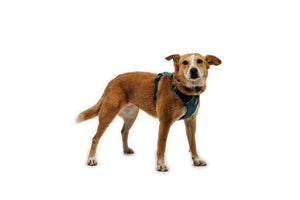 NEW! Front Range Flex Harness -  Comfortable, Flexible, Engineered Knit Dog Harness