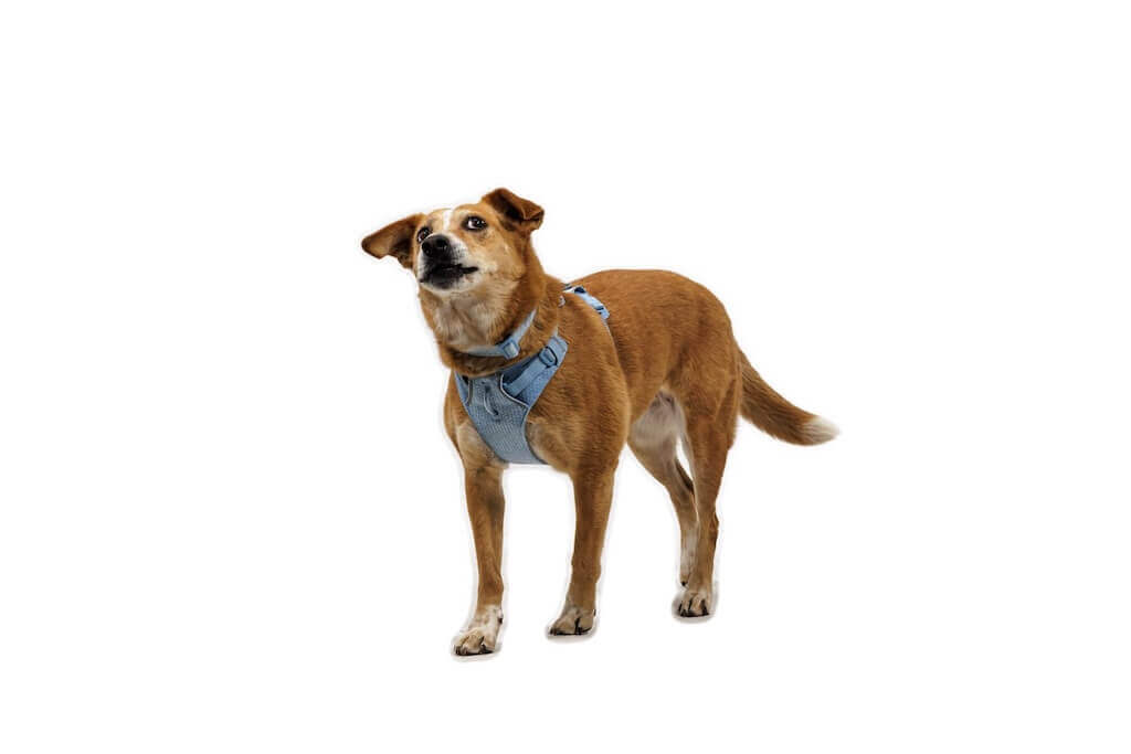 NEW 2026 Ruffwear Front Range Flex Harness: Durable, Comfortable