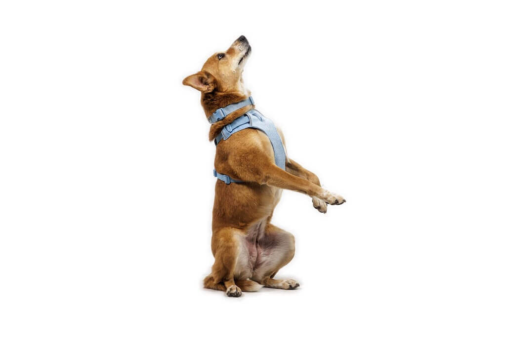 2026春夏新作Ruffwear Flex Harness NEW 2026 Ruffwear Front Range Flex Harness: Durable, Comfortable